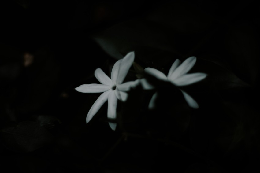 Close Up Photo of White Jasmine Flower Dark Moody (1)