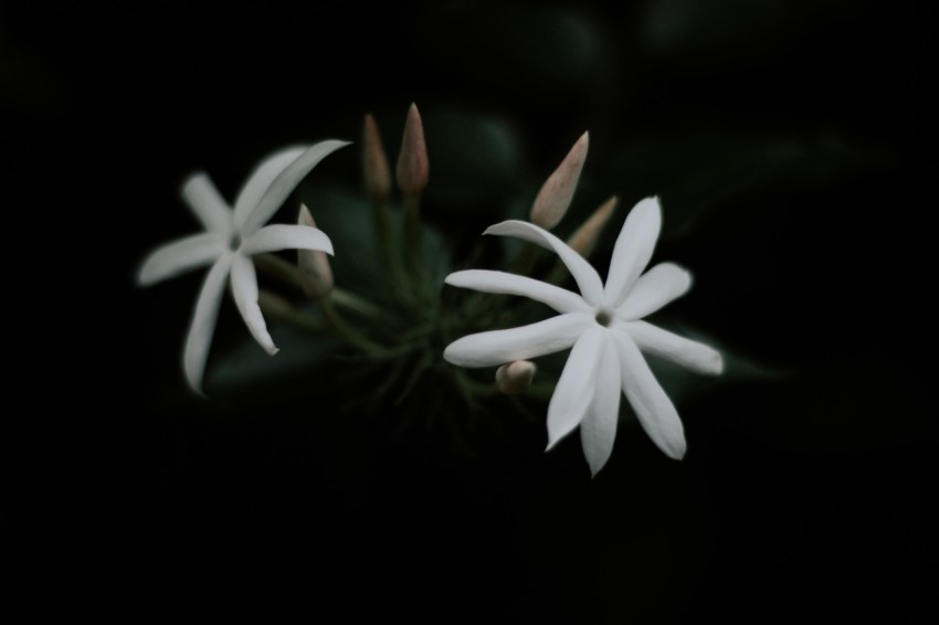 Close Up Photo of White Jasmine Flower Dark Moody (7)