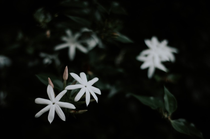 Close Up Photo of White Jasmine Flower Dark Moody (11)