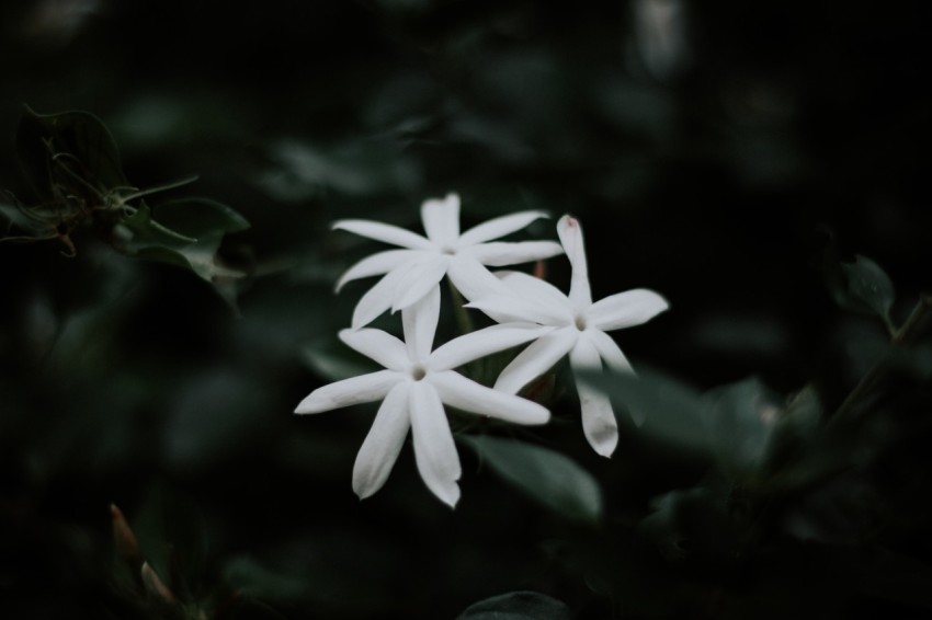 Close Up Photo of White Jasmine Flower Dark Moody (12)