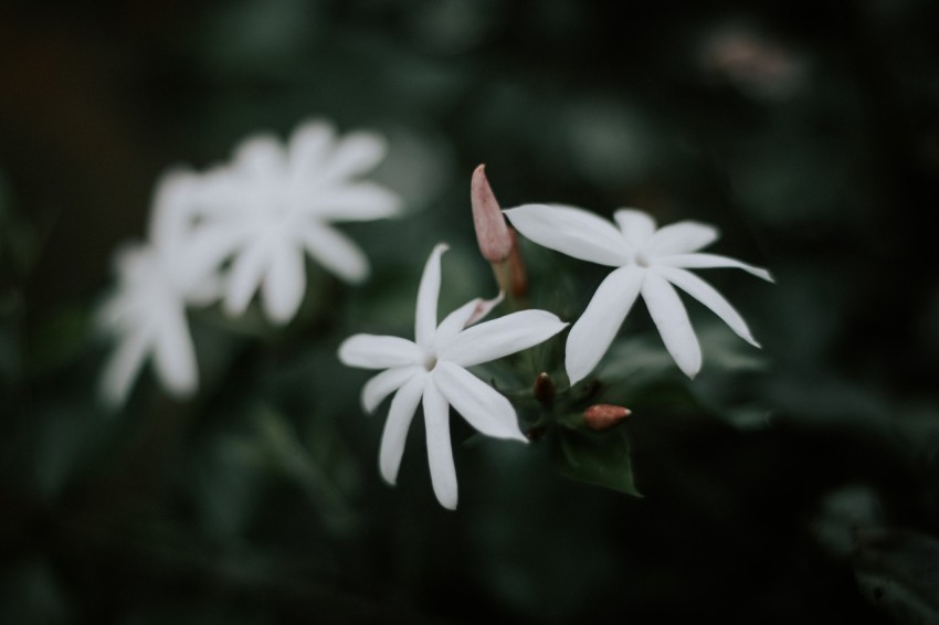 Close Up Photo of White Jasmine Flower Dark Moody (5)