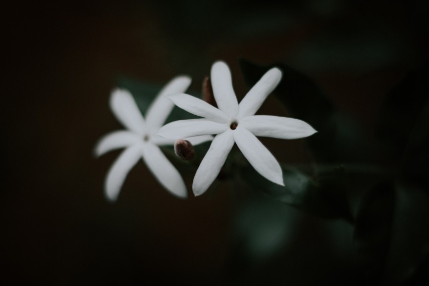 Close Up Photo of White Jasmine Flower Dark Moody (6)