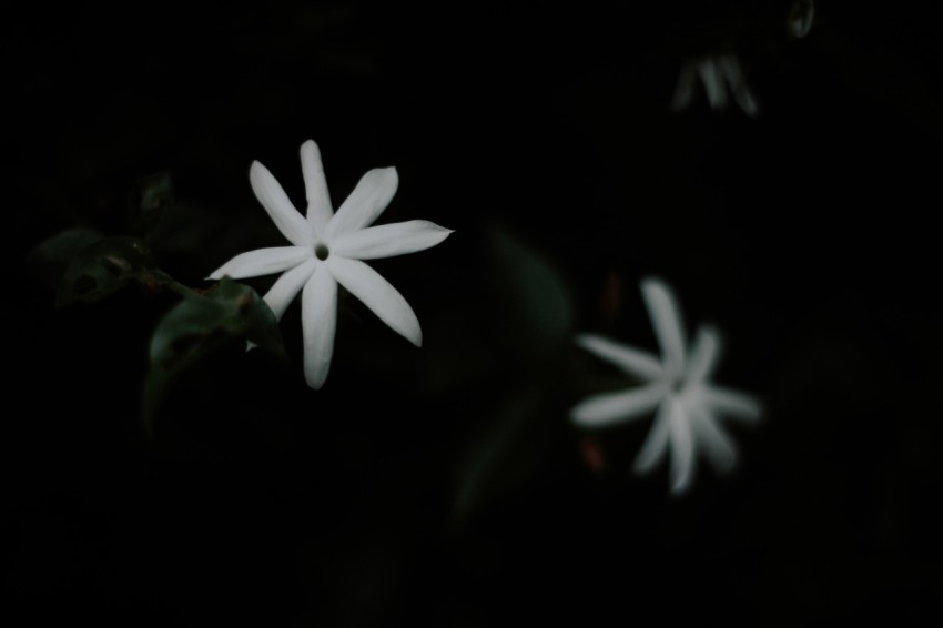 Close Up Photo of White Jasmine Flower Dark Moody (15)