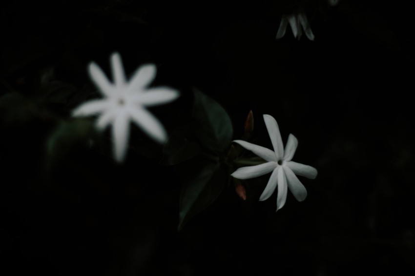 Close Up Photo of White Jasmine Flower Dark Moody (16)