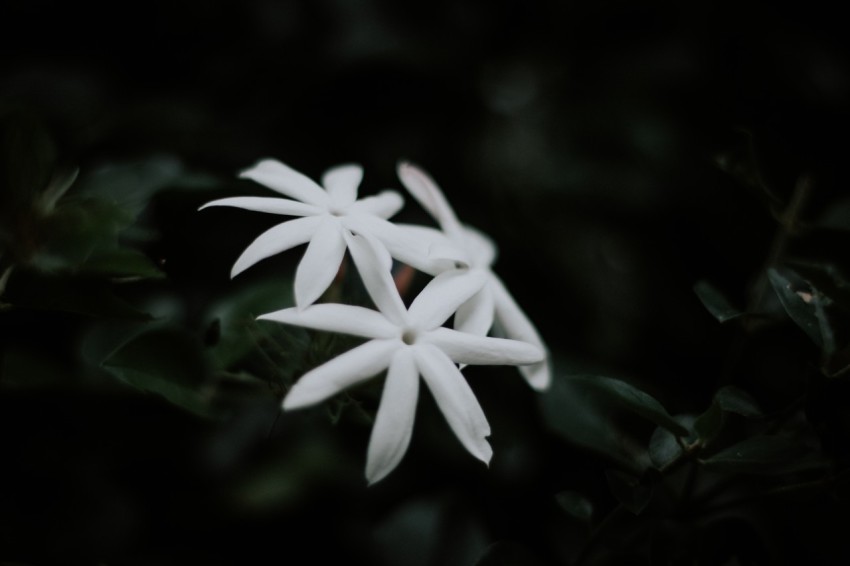 Close Up Photo of White Jasmine Flower Dark Moody (13)