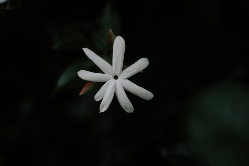 Close Up Photo of White Jasmine Flower Dark Moody 9960