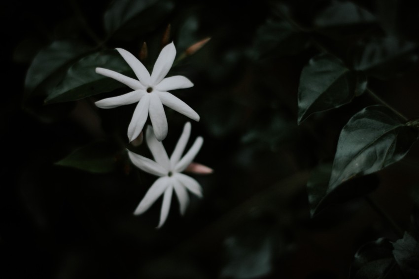 Close Up Photo of White Jasmine Flower Dark Moody (14)