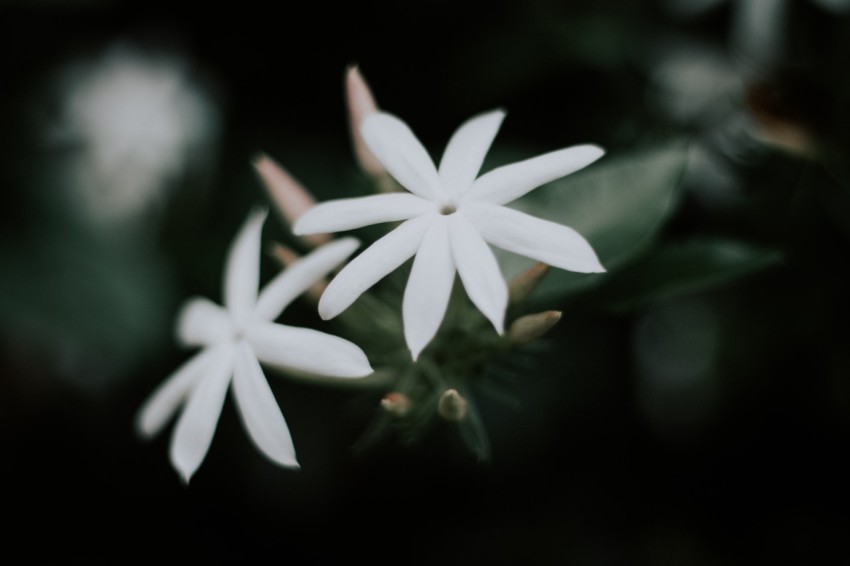 Close Up Photo of White Jasmine Flower Dark Moody MG 9964