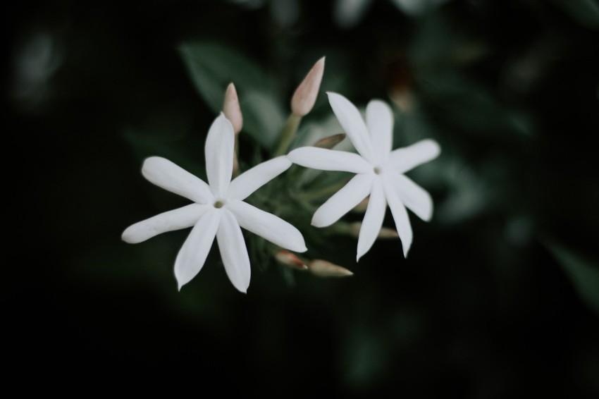 Close Up Photo of White Jasmine Flower Dark Moody MG 9961