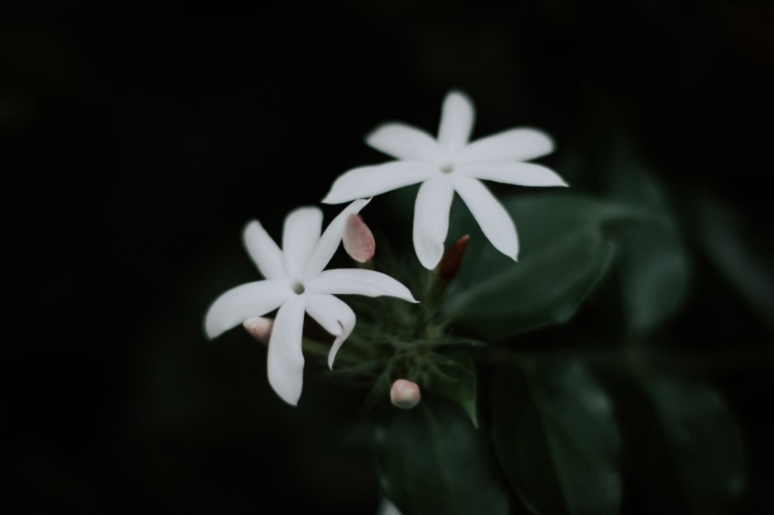 Close Up Photo of White Jasmine Flower Dark Moody MG 9969