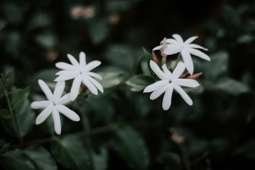 Close Up Photo of White Jasmine Flower Dark Moody MG 9967