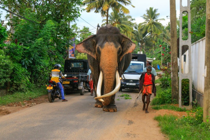 Nadungamuwa Raja Tusker Elephant (3)