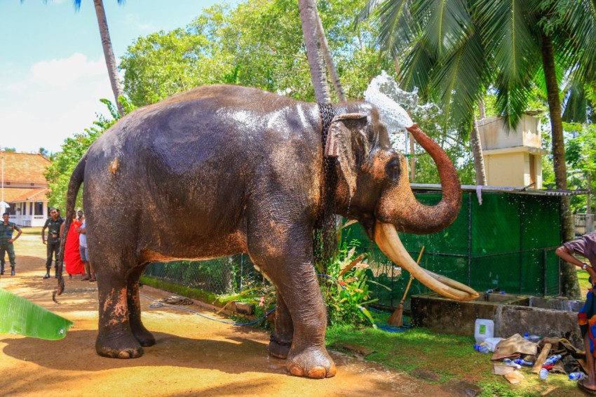 Nadungamuwa Raja Tusker Elephant (16)