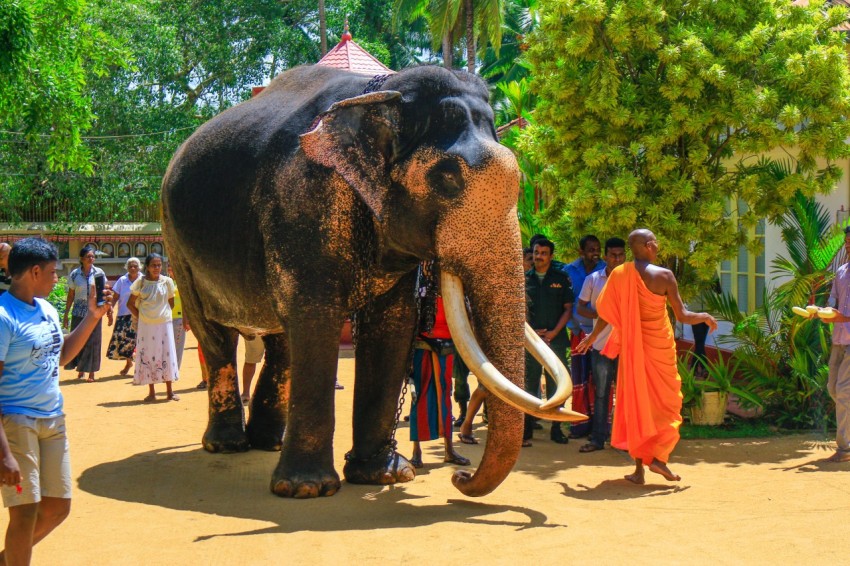Nadungamuwa Raja Tusker Elephant (17)