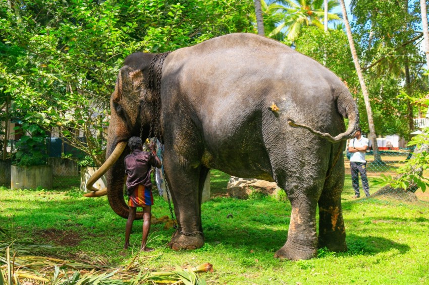 Nadungamuwa Raja Tusker Elephant (13)