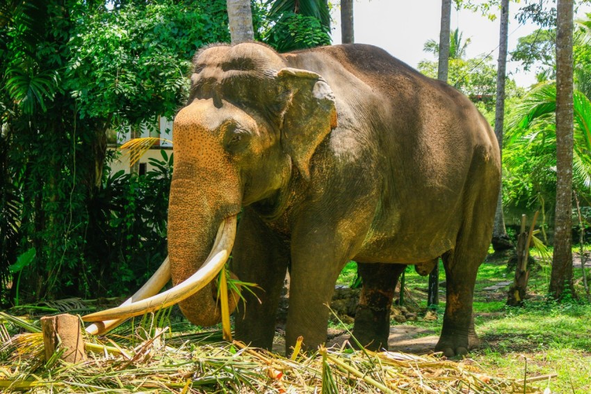 Nadungamuwa Raja Tusker Elephant (12)
