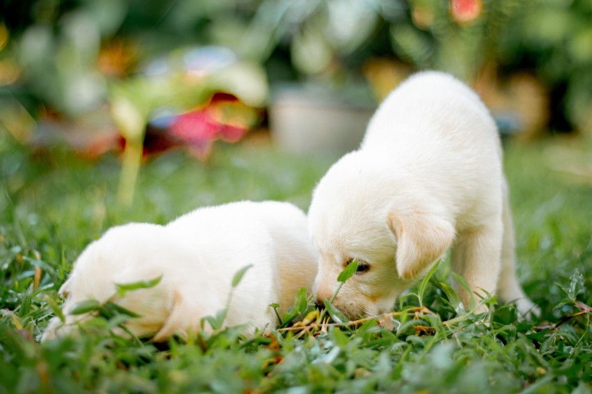 Cute Baby Labrador Retriever Puppy   30 Days Old (23)