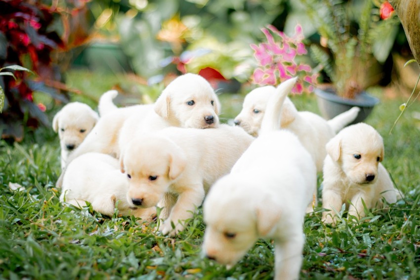 Cute Baby Labrador Retriever Puppy   30 Days Old (34)