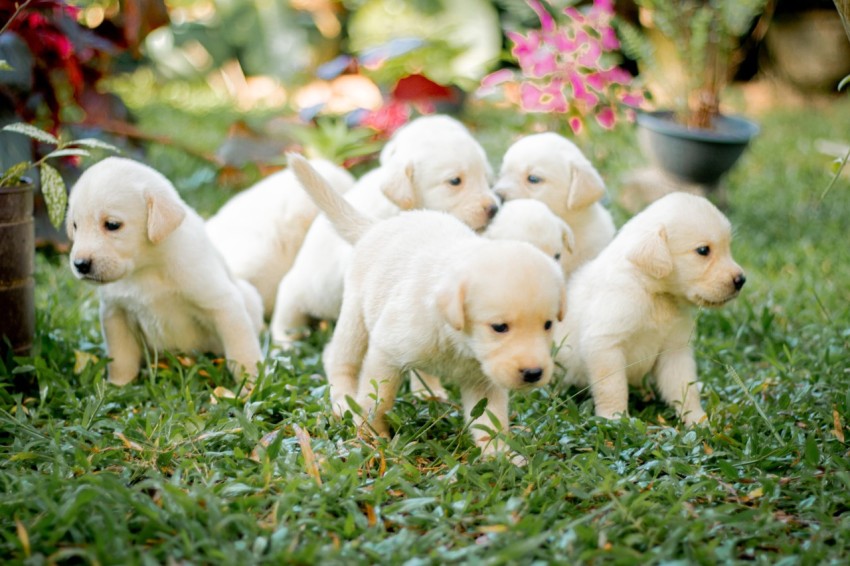 Cute Baby Labrador Retriever Puppy   30 Days Old (43)