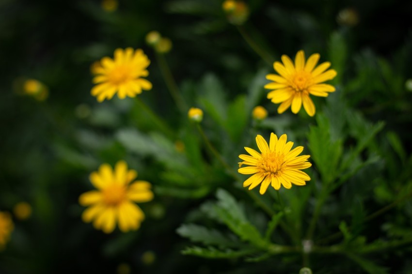 Close up photography of Yellow Flowers With Green Leaves (18)