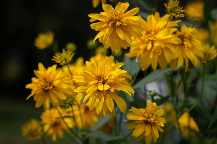 Close up photography of Yellow Flowers With Green Leaves (24)