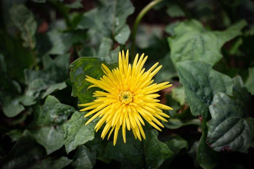 Close up photography of Single Yellow Flowers With Green Leaves (21)