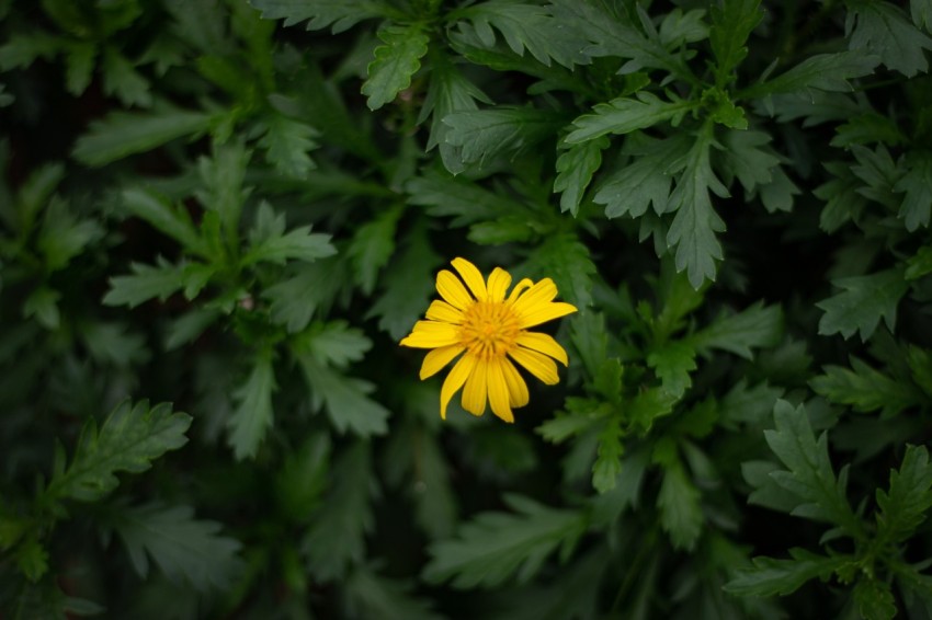 Single Yellow Flowers With Green Leaves Dark Moody (12)