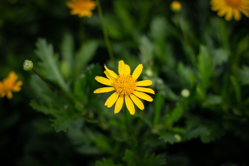Single Yellow Flowers With Green Leaves (14)