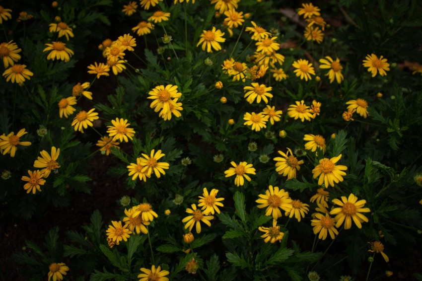 Yellow Flowers With Green Leaves (1)