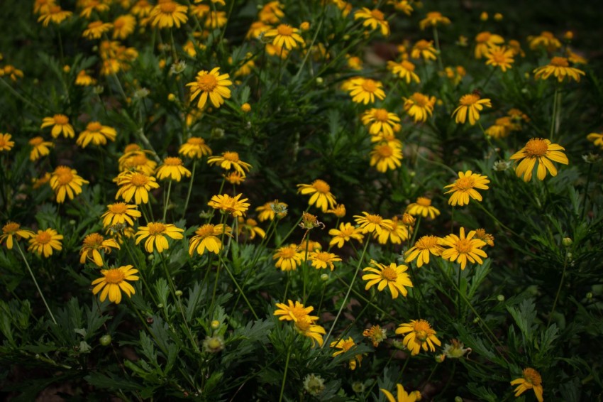 Yellow Flowers With Green Leaves (2)