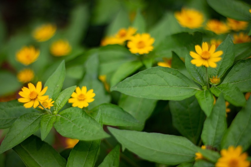 Yellow Flowers With Green Leaves (4)