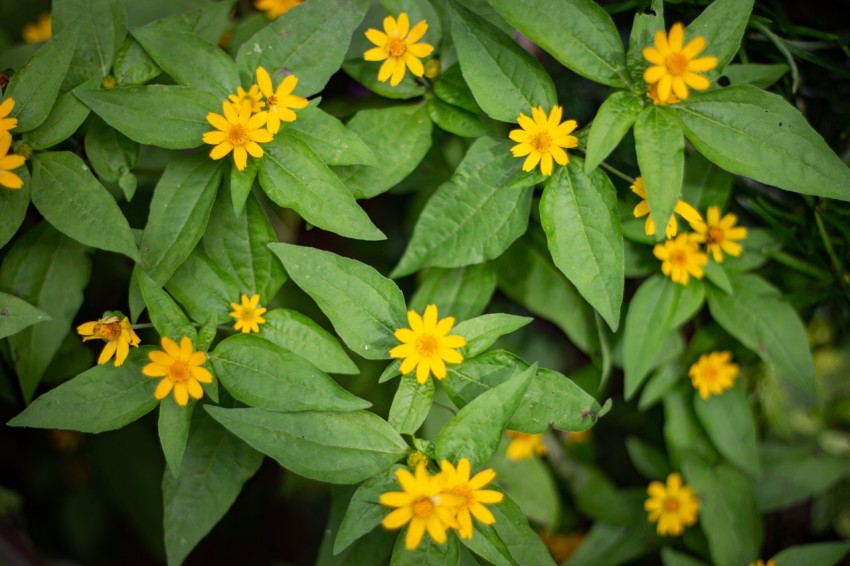 Yellow Flowers With Green Leaves (3)