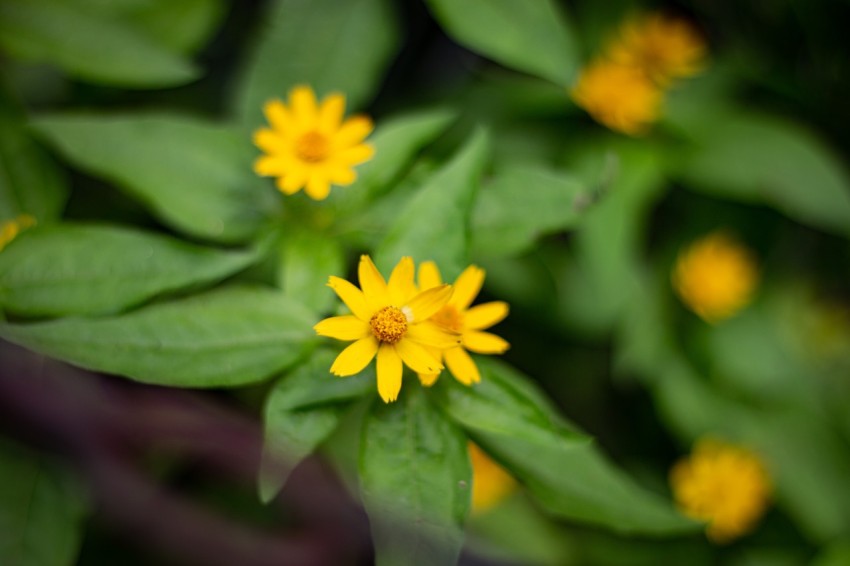 Yellow Flowers With Green Leaves (6)