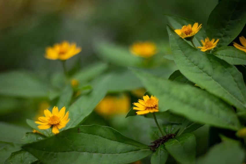 Yellow Flowers With Green Leaves (8)