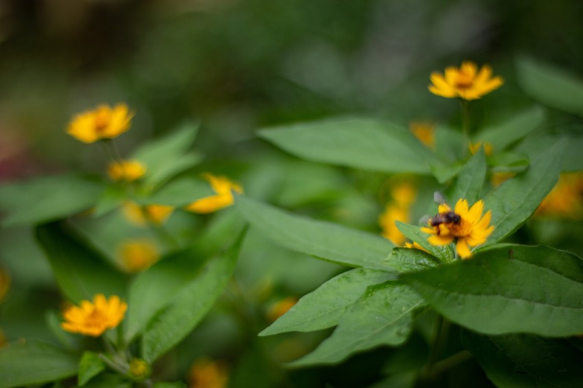 Yellow Flowers With Green Leaves (7)