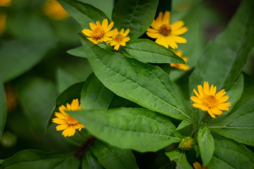 Yellow Flowers With Green Leaves (5)