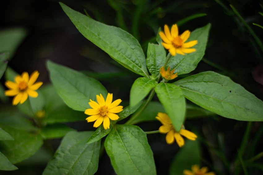 Yellow Flowers With Green Leaves (9)