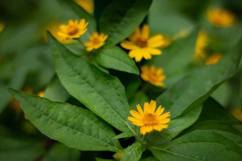 Yellow Flowers With Green Leaves (10)
