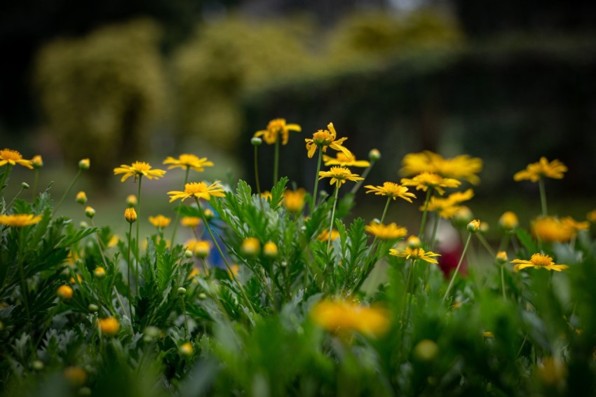 Yellow Flowers With Green Leaves (16)