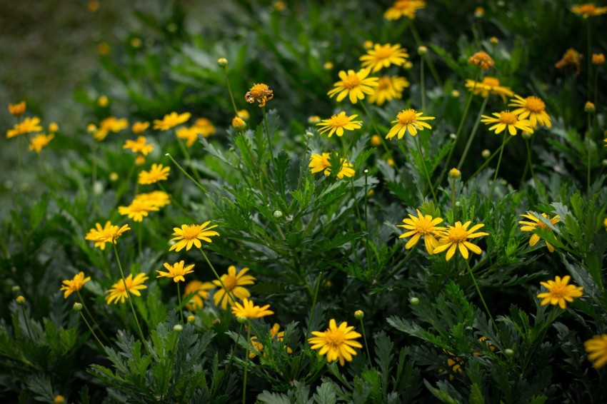 Yellow Flowers With Green Leaves (17)