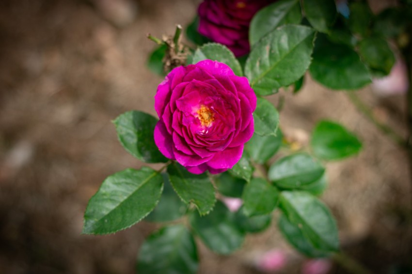 Close up photography of one pink rose flower (5)