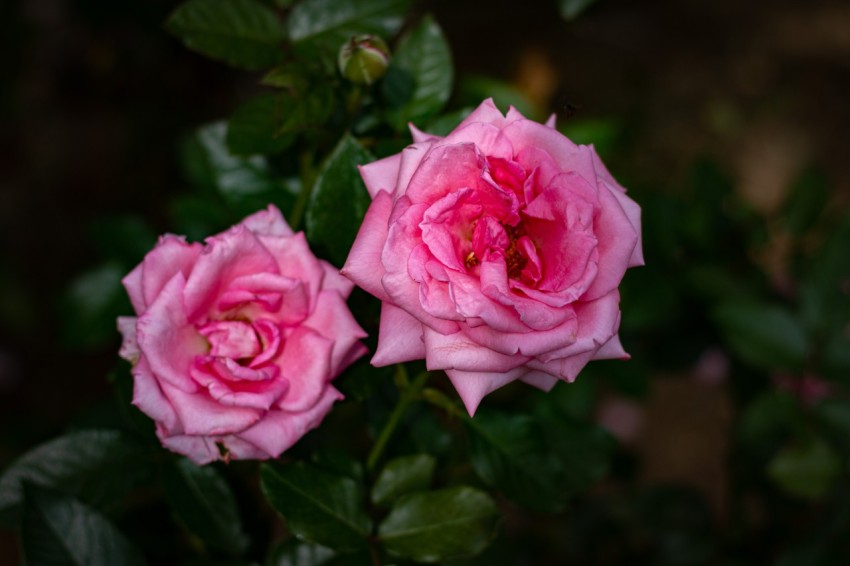 Close up photography of two pink rose flower