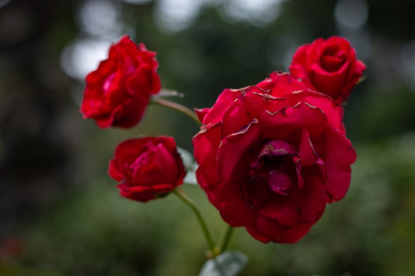 Close up photography of red rose flowers (8)