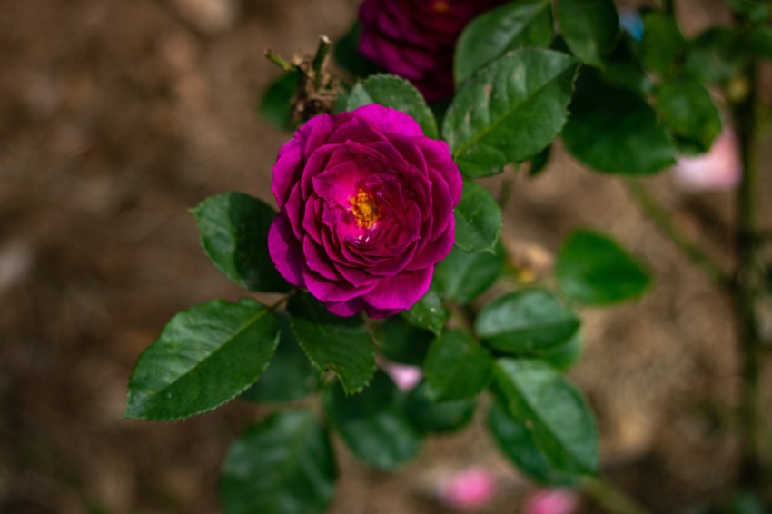 Close up photography of one rose flower (4)