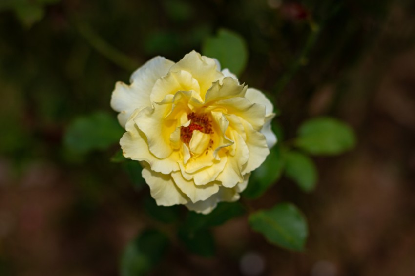 Close up photography of one  yellow rose flower (12)