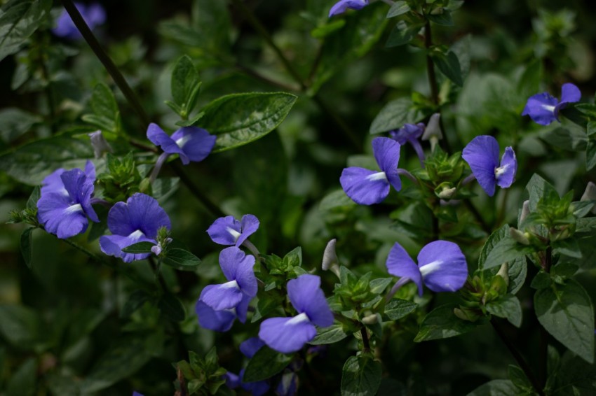 Close up photo of purple flowers (3)
