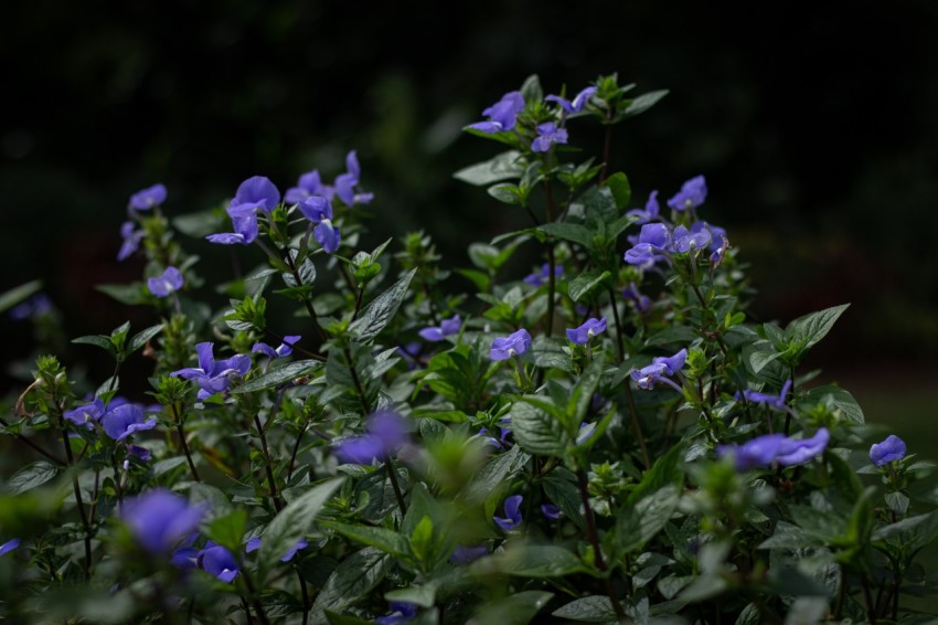 Close up photo of purple flowers (2)