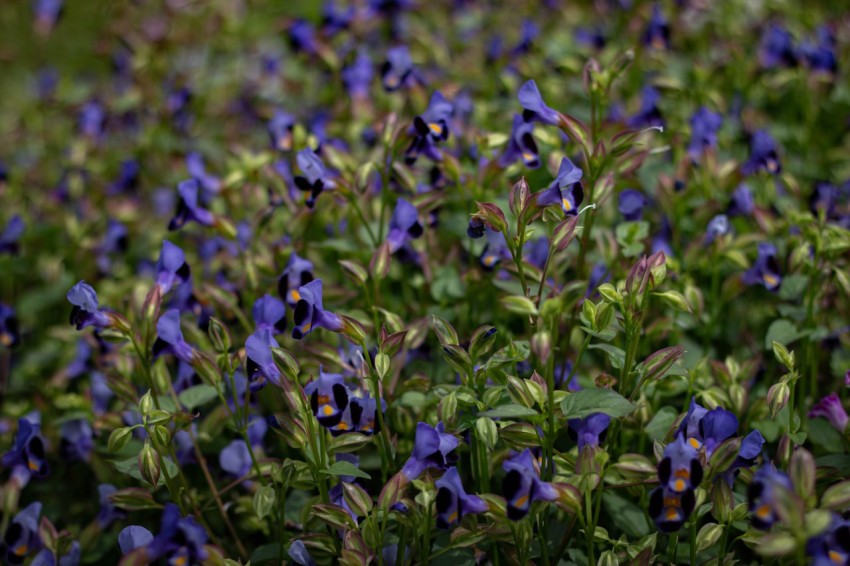 Close up photo of purple flowers (4)