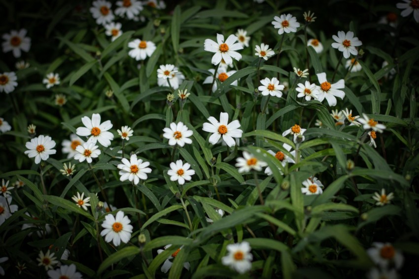 Close up photo of white flowers (2)