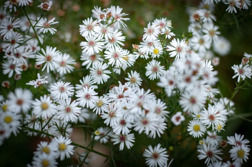Close up photo of white flowers (4)
